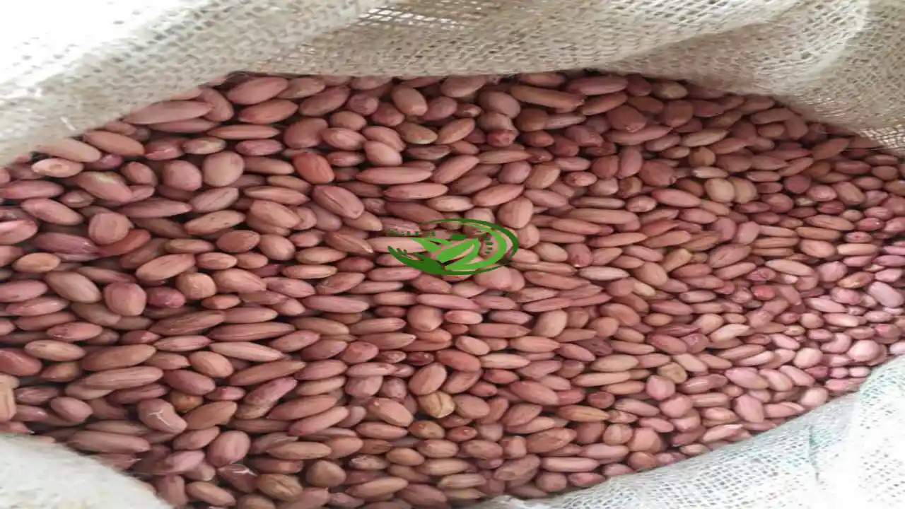 High Quality Dried Egyptian Peanuts Exporter From Egypt