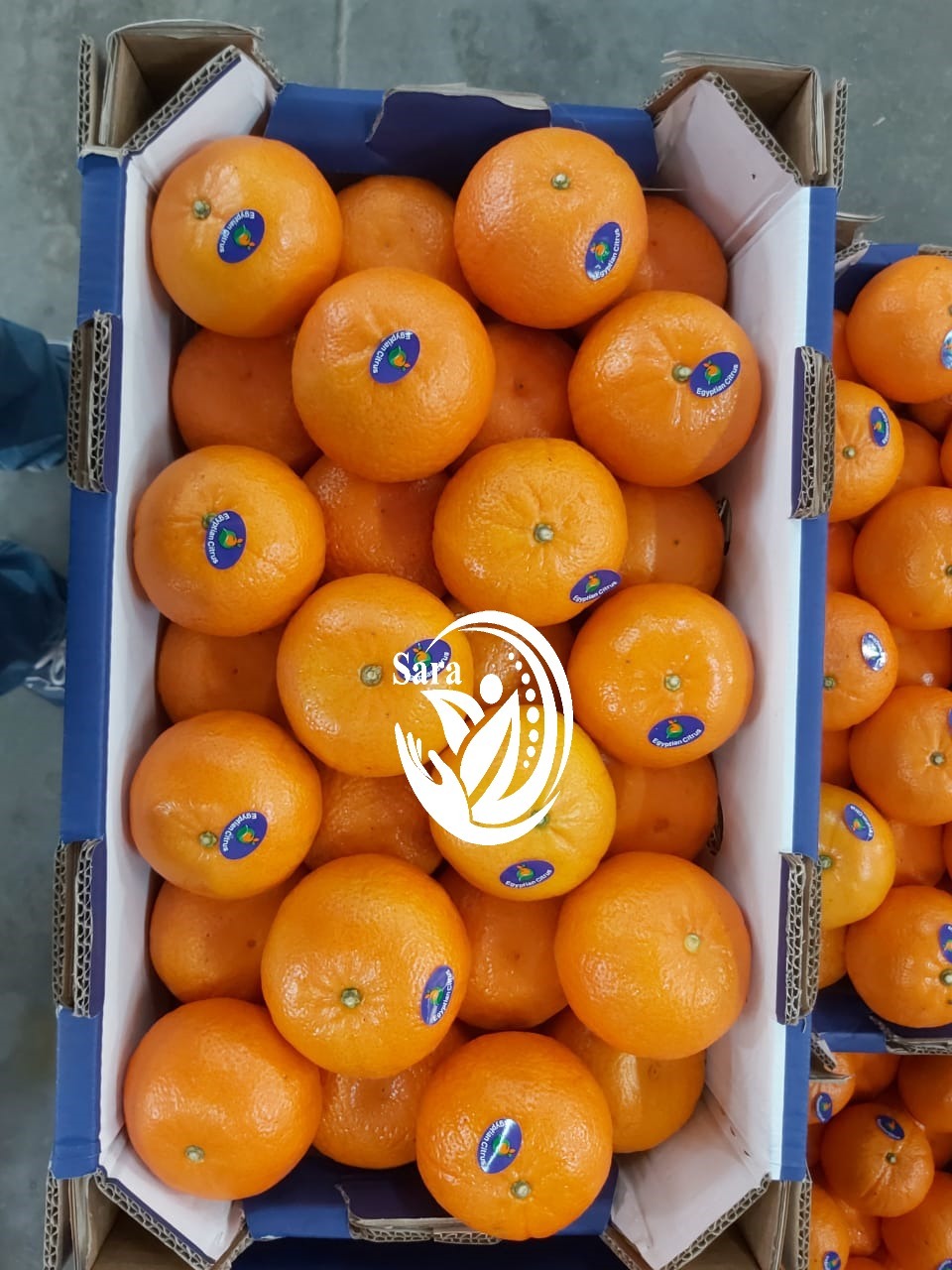Mandarin (baladi - clementine - tangerine - formant - murcott)