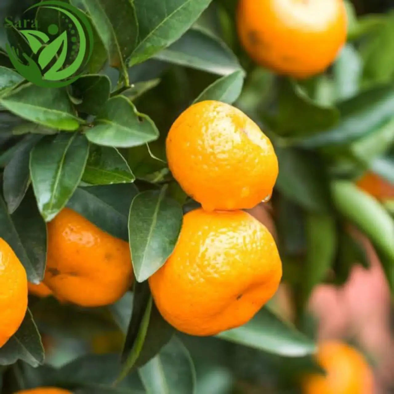 Order Fresh Mandarin  Egypt Supplier