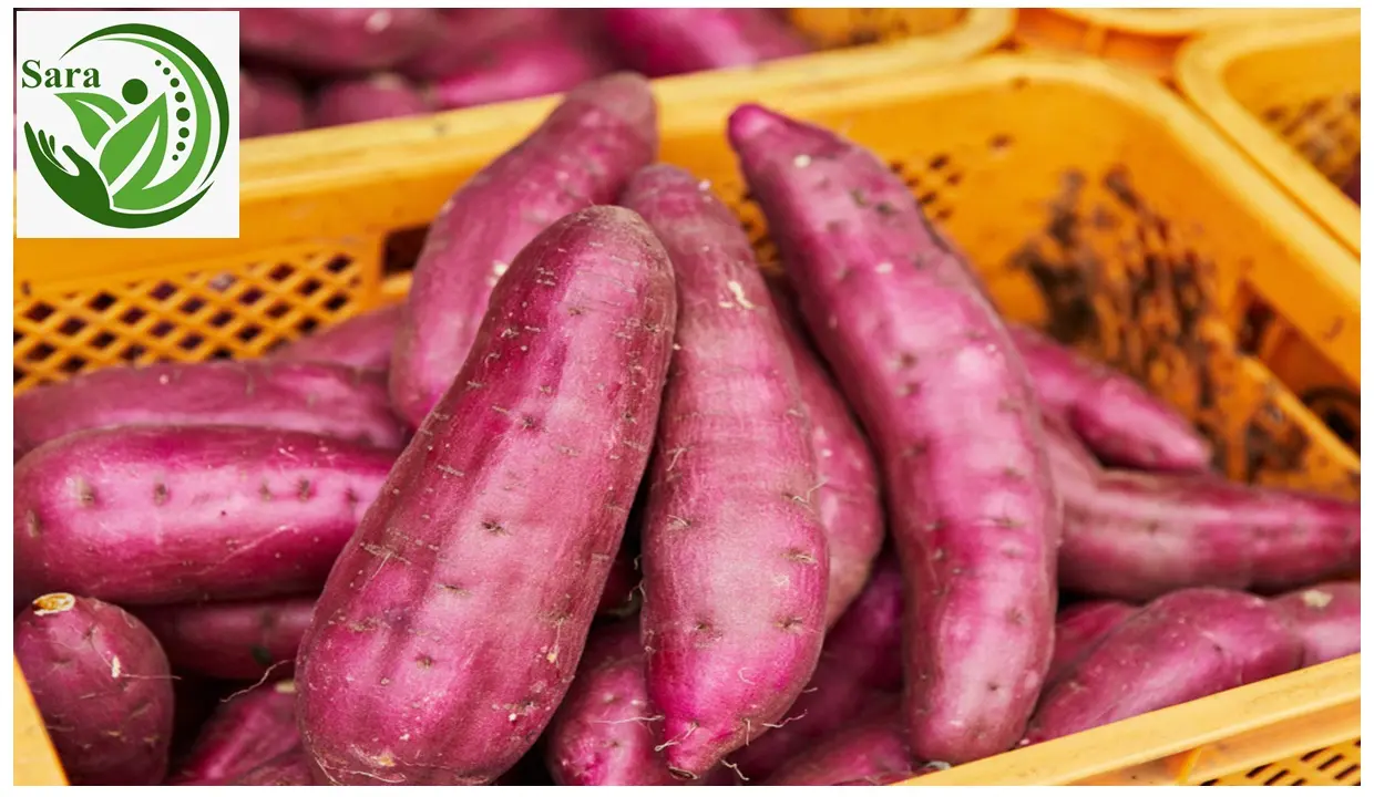 import Sweet Potatoes from Egypt – El Bardy for Export Cost-Effective and High-Yielding 