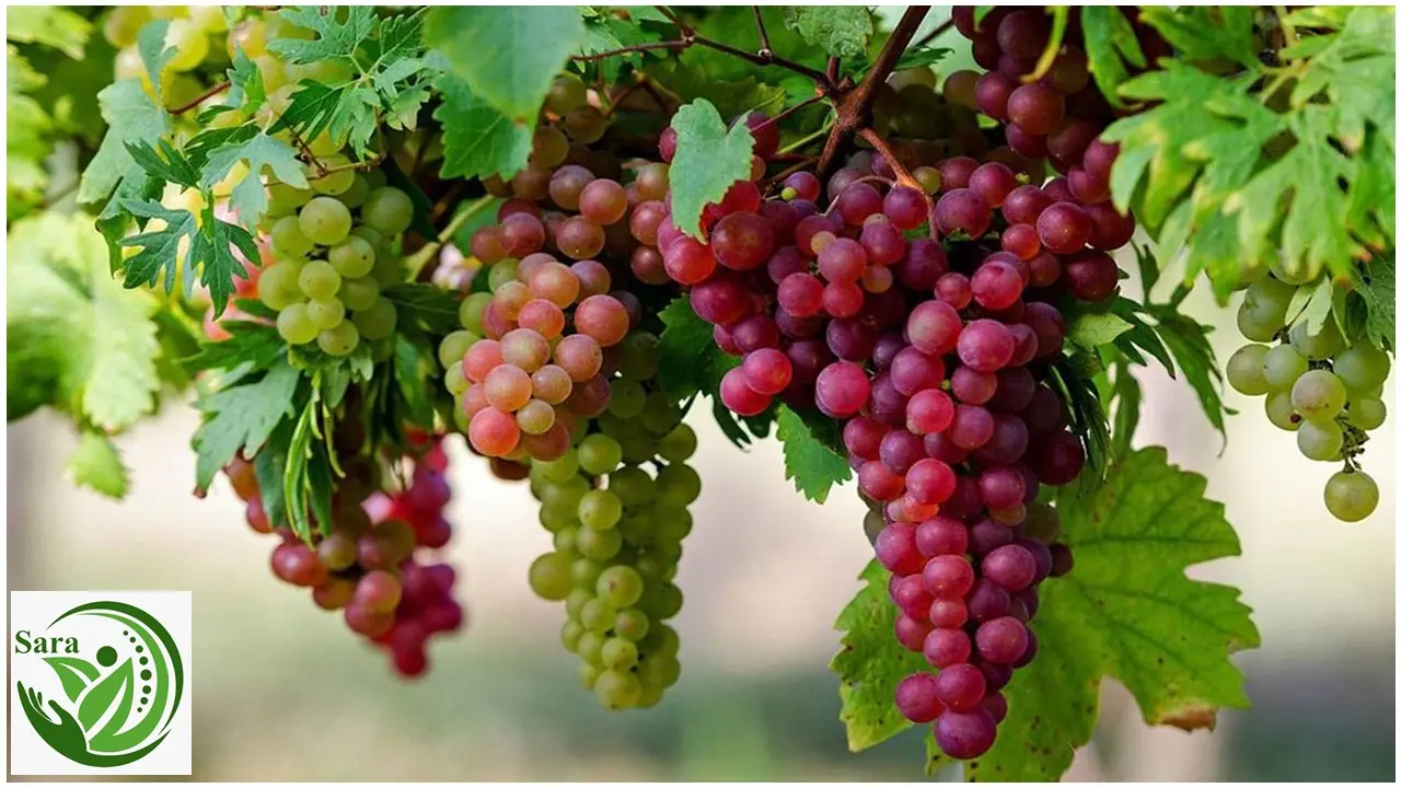 Why Egyptian Grapes from El Bardy Export Are Gaining Global Popularity: High Quality, Low Shipping Costs, and Competitive Prices 