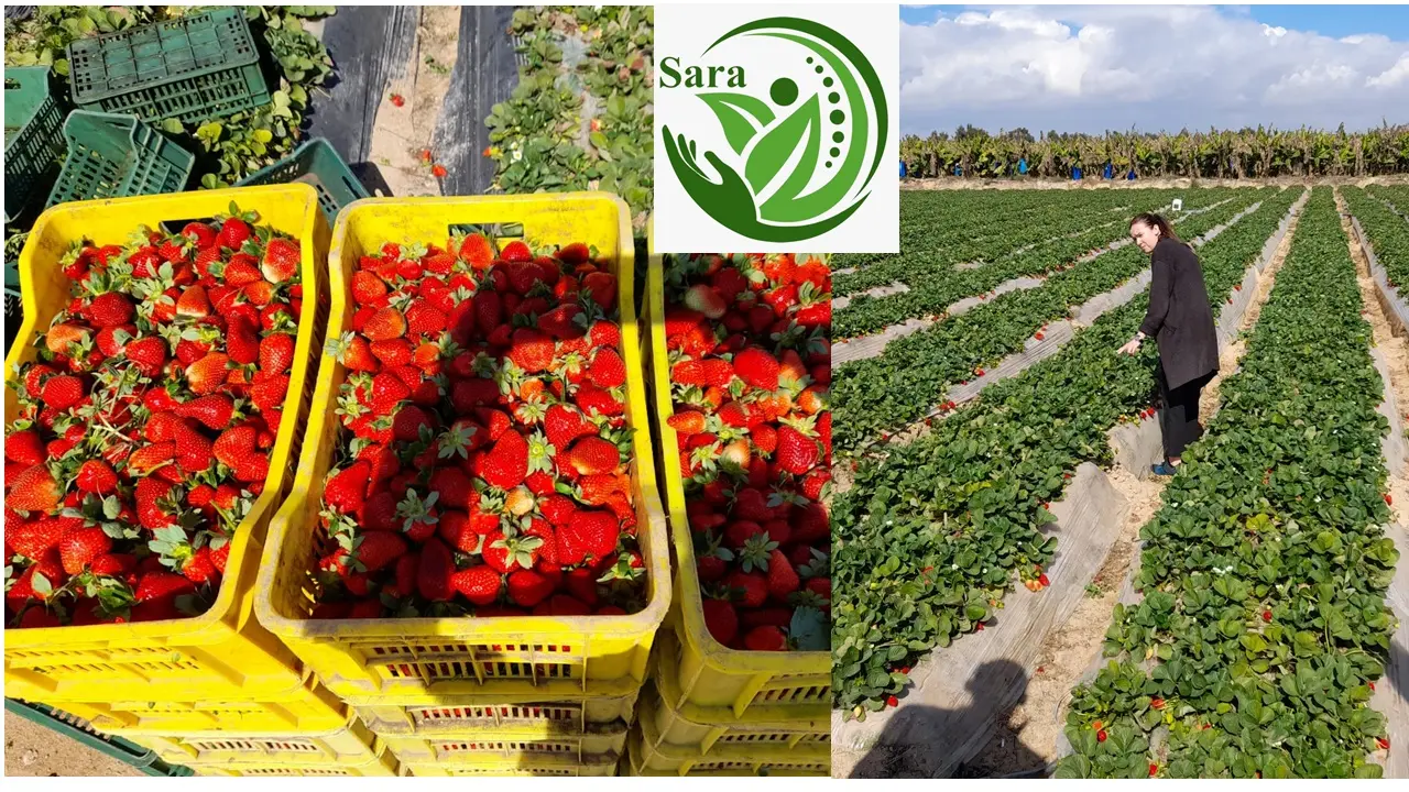 Frozen Strawberries from Egypt: Exporting to Europe and Asia at Competitive Prices